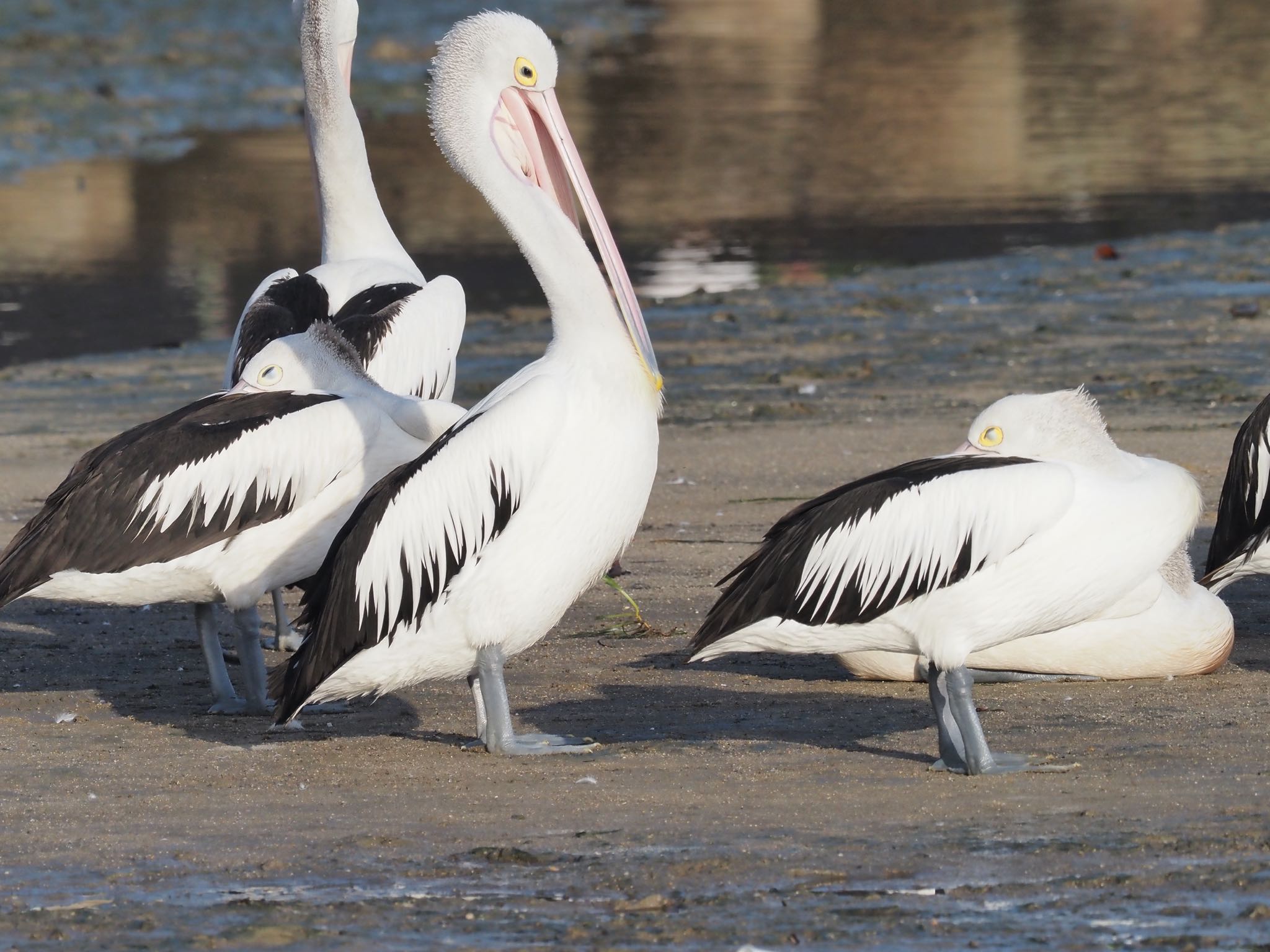 Photo of Australian Pelican at Esplanade(Cairns) by okamooo