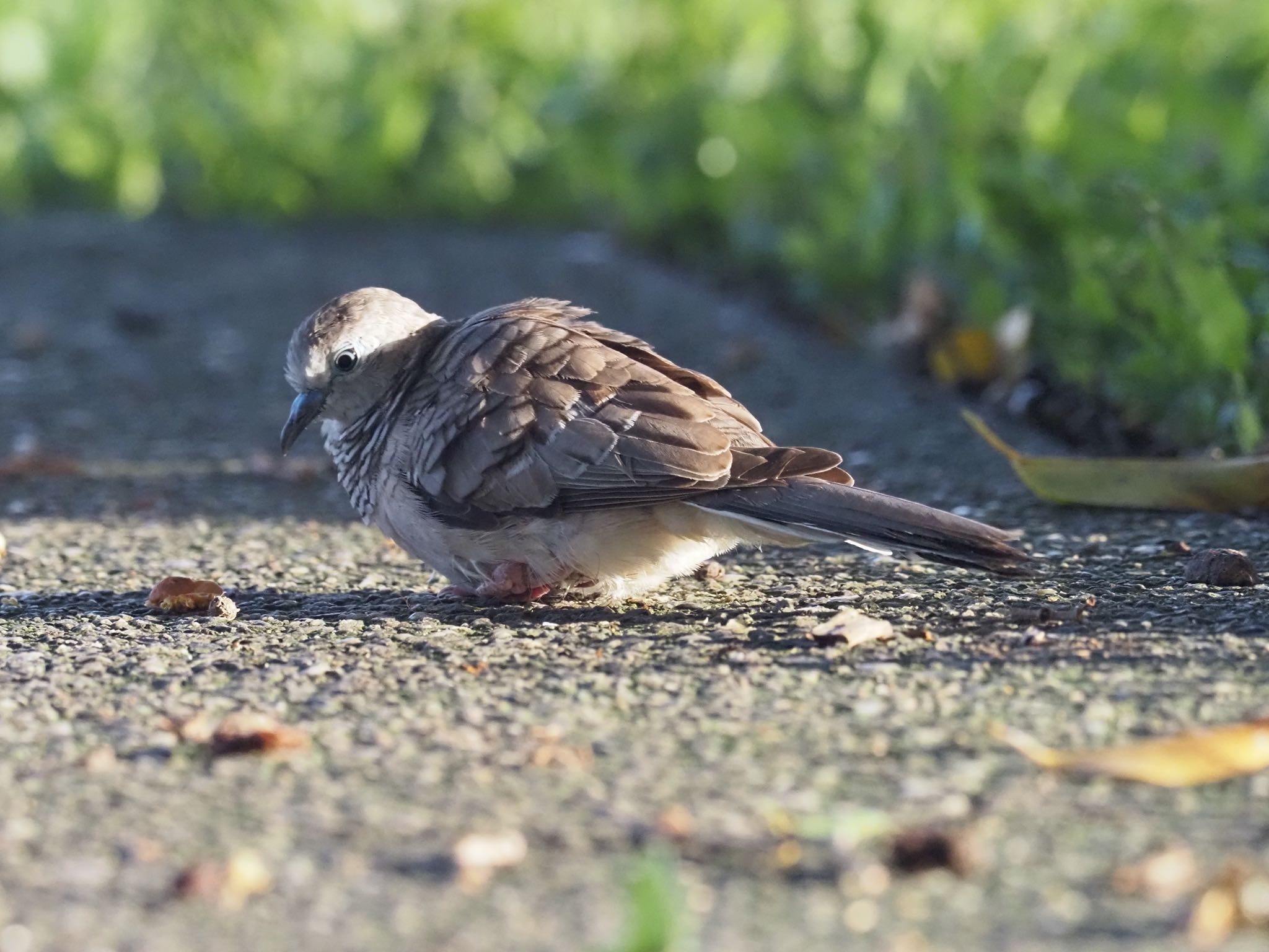 Esplanade(Cairns) チョウショウバトの写真 by okamooo