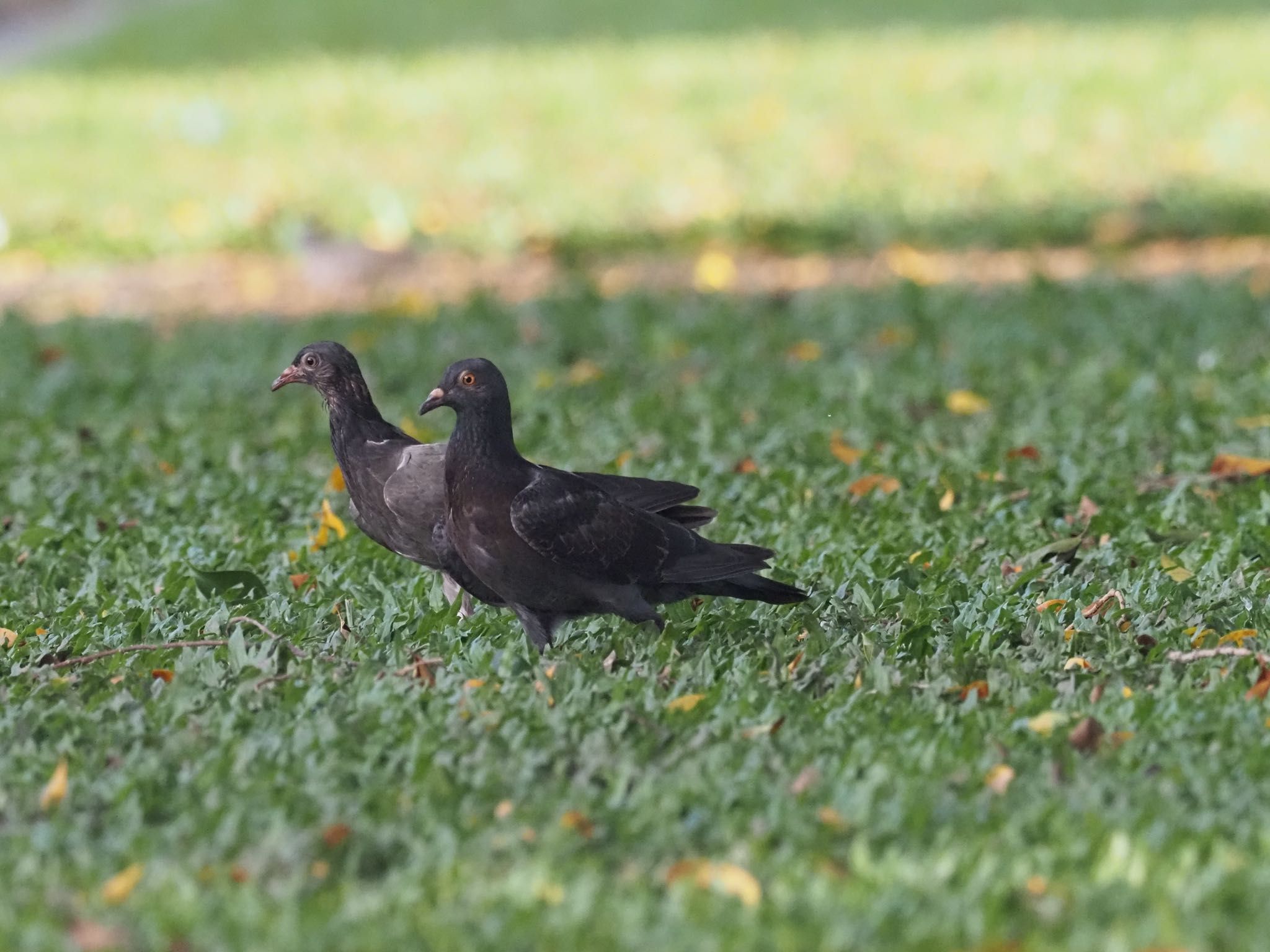 Pacific Koel