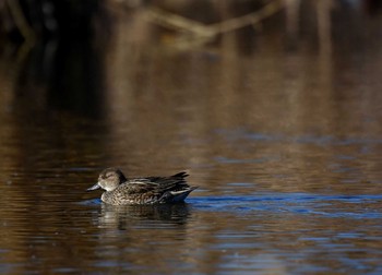 2015年12月29日(火) 葛西臨海公園の野鳥観察記録