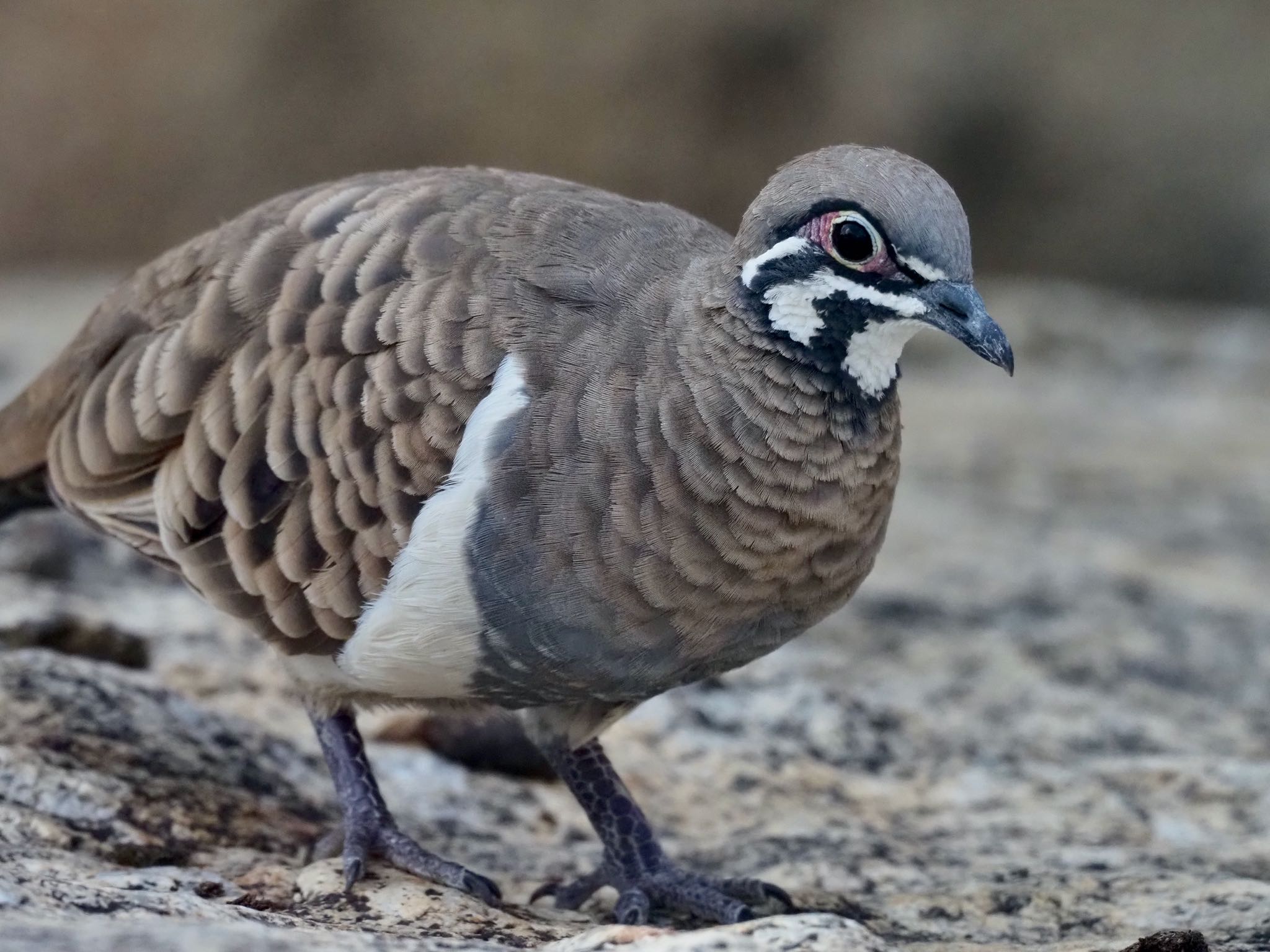 Squatter Pigeon