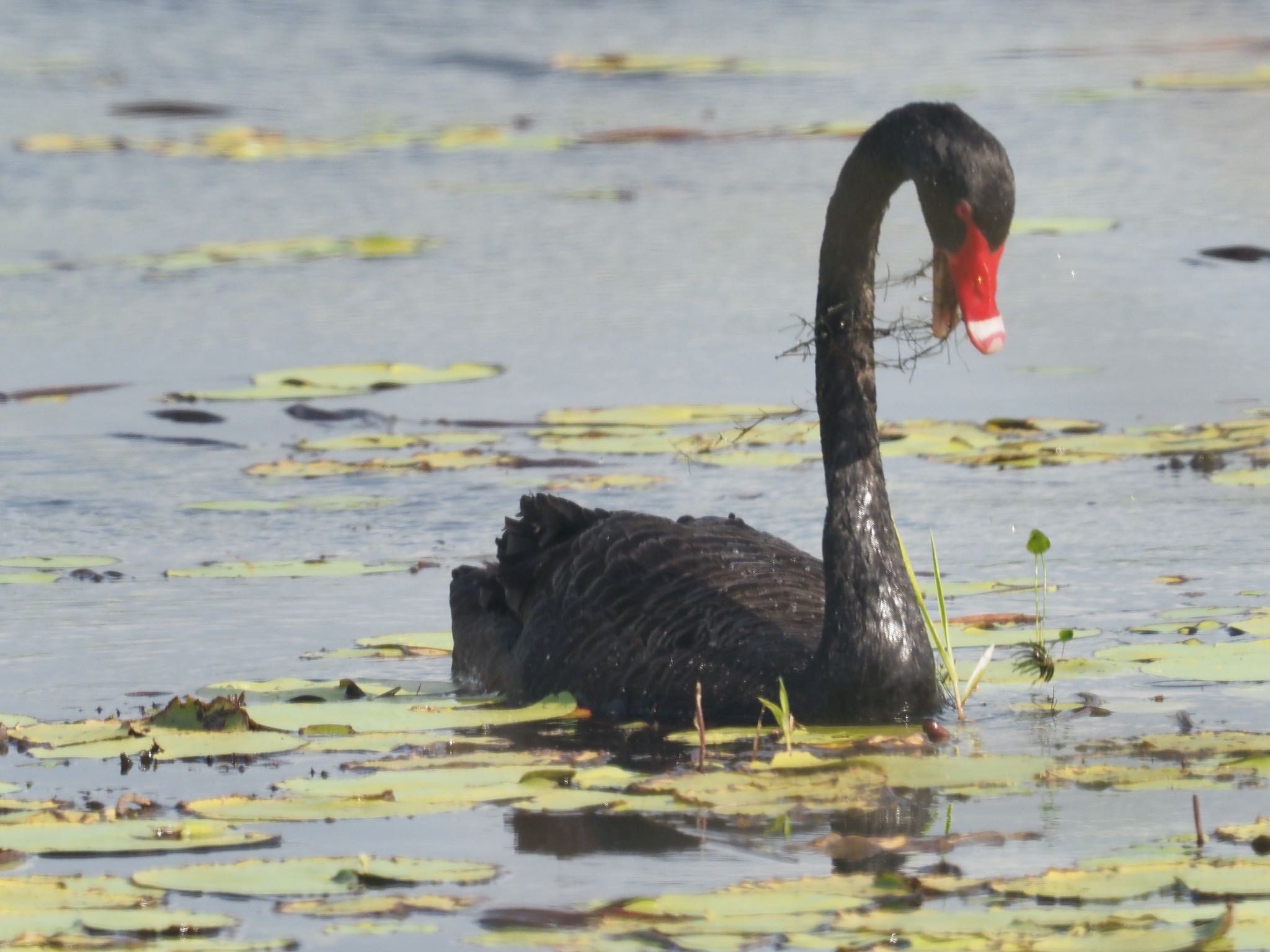 Photo of Black Swan at アサートン by okamooo