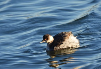 ハジロカイツブリ 葛西臨海公園 2015年12月29日(火)