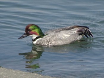 Falcated Duck 日の出三番瀬沿い緑道 Sat, 2/29/2020