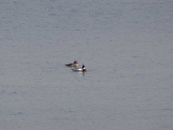 Red-breasted Merganser 日の出三番瀬沿い緑道 Sat, 2/29/2020