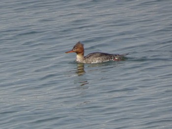 Red-breasted Merganser 日の出三番瀬沿い緑道 Sat, 2/29/2020