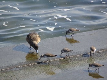 Dunlin 日の出三番瀬沿い緑道 Sat, 2/29/2020