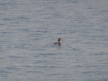 Great Crested Grebe 日の出三番瀬沿い緑道 Sat, 2/29/2020