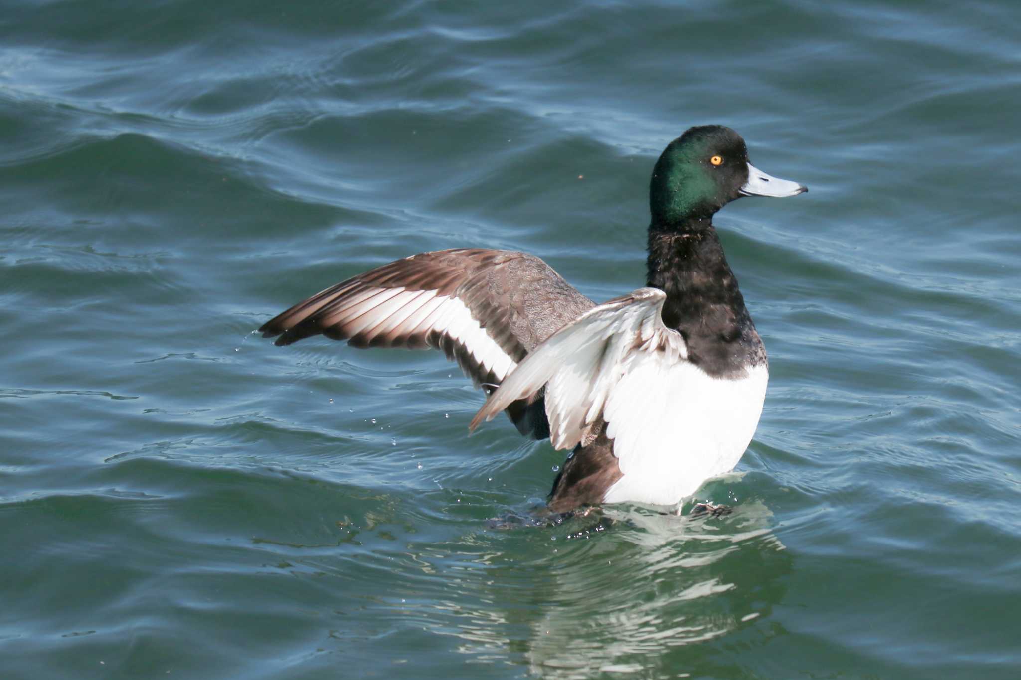 Greater Scaup