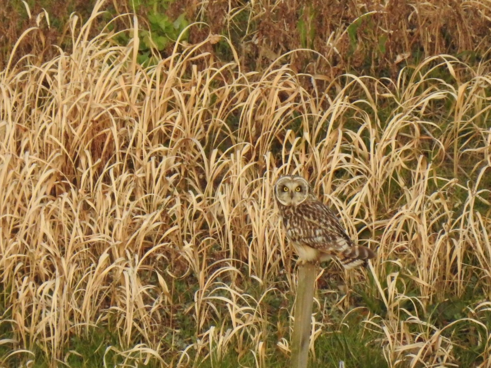 渡良瀬遊水地 コミミズクの写真 by da