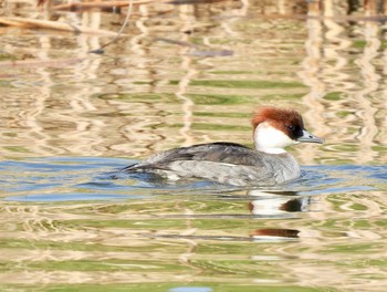 Sun, 3/1/2020 Birding report at Shin-yokohama Park