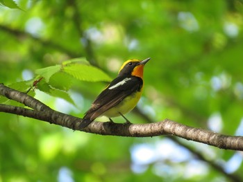 Narcissus Flycatcher Osaka castle park Sun, 4/26/2015