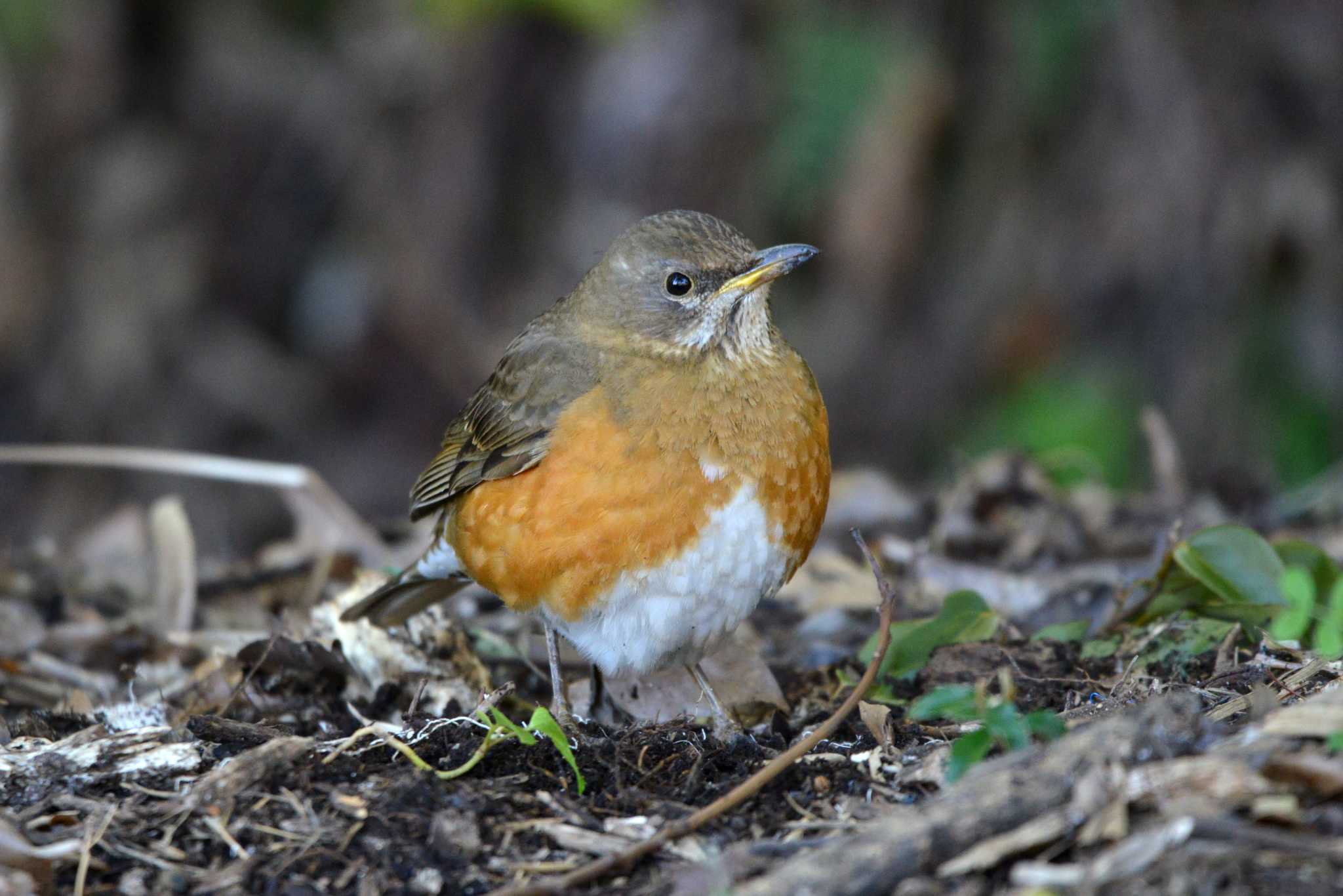 Photo of Brown-headed Thrush at 加木屋緑地 by ポッちゃんのパパ