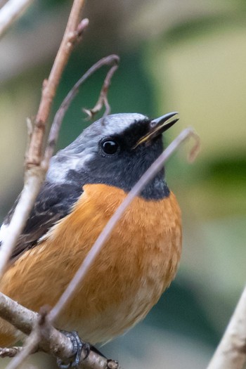 Daurian Redstart 和歌山県上富田町 Sun, 3/1/2020