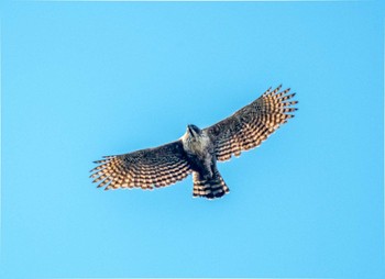 Mountain Hawk-Eagle Unknown Spots Tue, 2/11/2020