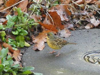 Masked Bunting Higashitakane Forest park Sun, 3/1/2020