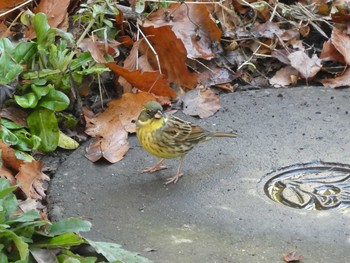 Masked Bunting Higashitakane Forest park Sun, 3/1/2020