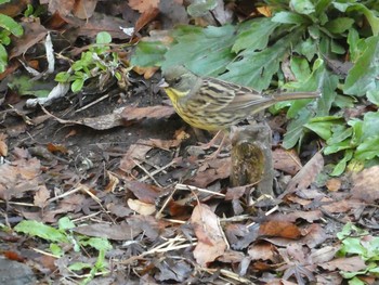 Masked Bunting Higashitakane Forest park Sun, 3/1/2020