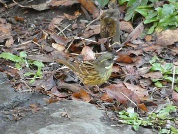 Masked Bunting Higashitakane Forest park Sun, 3/1/2020