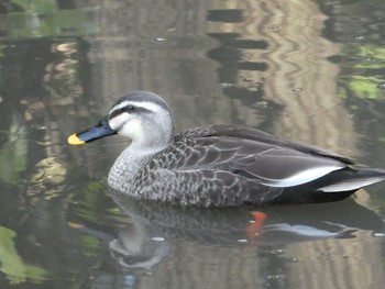 Eastern Spot-billed Duck Higashitakane Forest park Sun, 3/1/2020