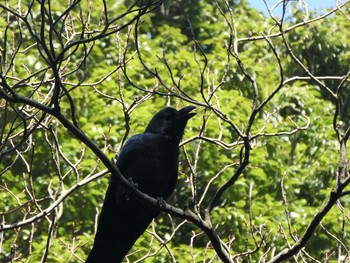 Large-billed Crow Unknown Spots Sun, 3/1/2020