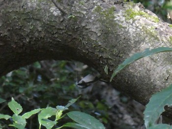 エナガ 東高根森林公園 2020年3月1日(日)