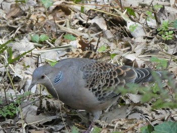 Oriental Turtle Dove Higashitakane Forest park Sun, 3/1/2020