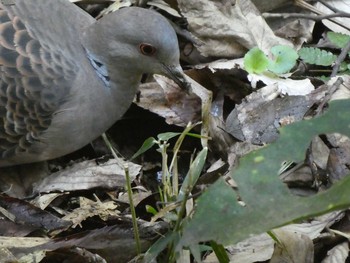 Oriental Turtle Dove Higashitakane Forest park Sun, 3/1/2020