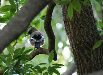 カケス 北本自然観察公園 2020年2月24日(月)