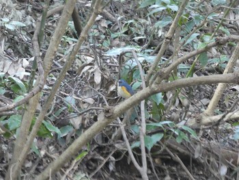 Red-flanked Bluetail Higashitakane Forest park Sun, 3/1/2020