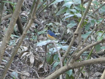 Red-flanked Bluetail Higashitakane Forest park Sun, 3/1/2020