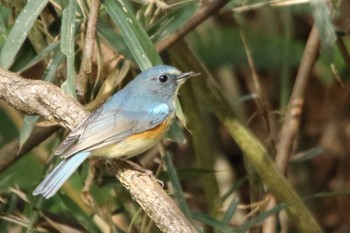 Red-flanked Bluetail 瑞穂六道山里山 Sun, 3/1/2020
