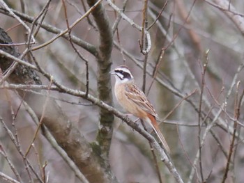 Meadow Bunting Kitamoto Nature Observation Park Sun, 3/1/2020