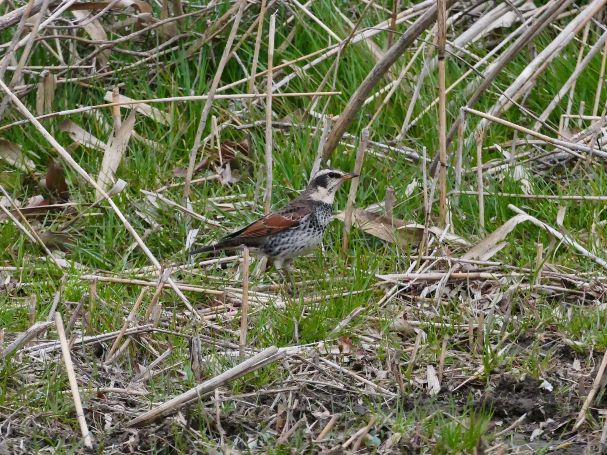 Photo of Dusky Thrush at Kitamoto Nature Observation Park by アカウント3603