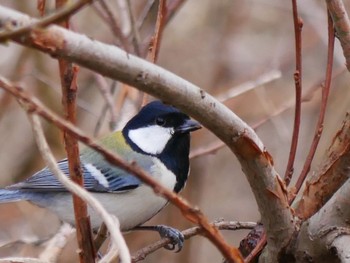 Japanese Tit Kitamoto Nature Observation Park Sun, 3/1/2020