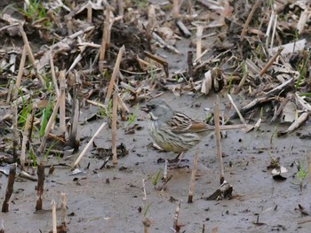 Masked Bunting Kitamoto Nature Observation Park Sun, 3/1/2020