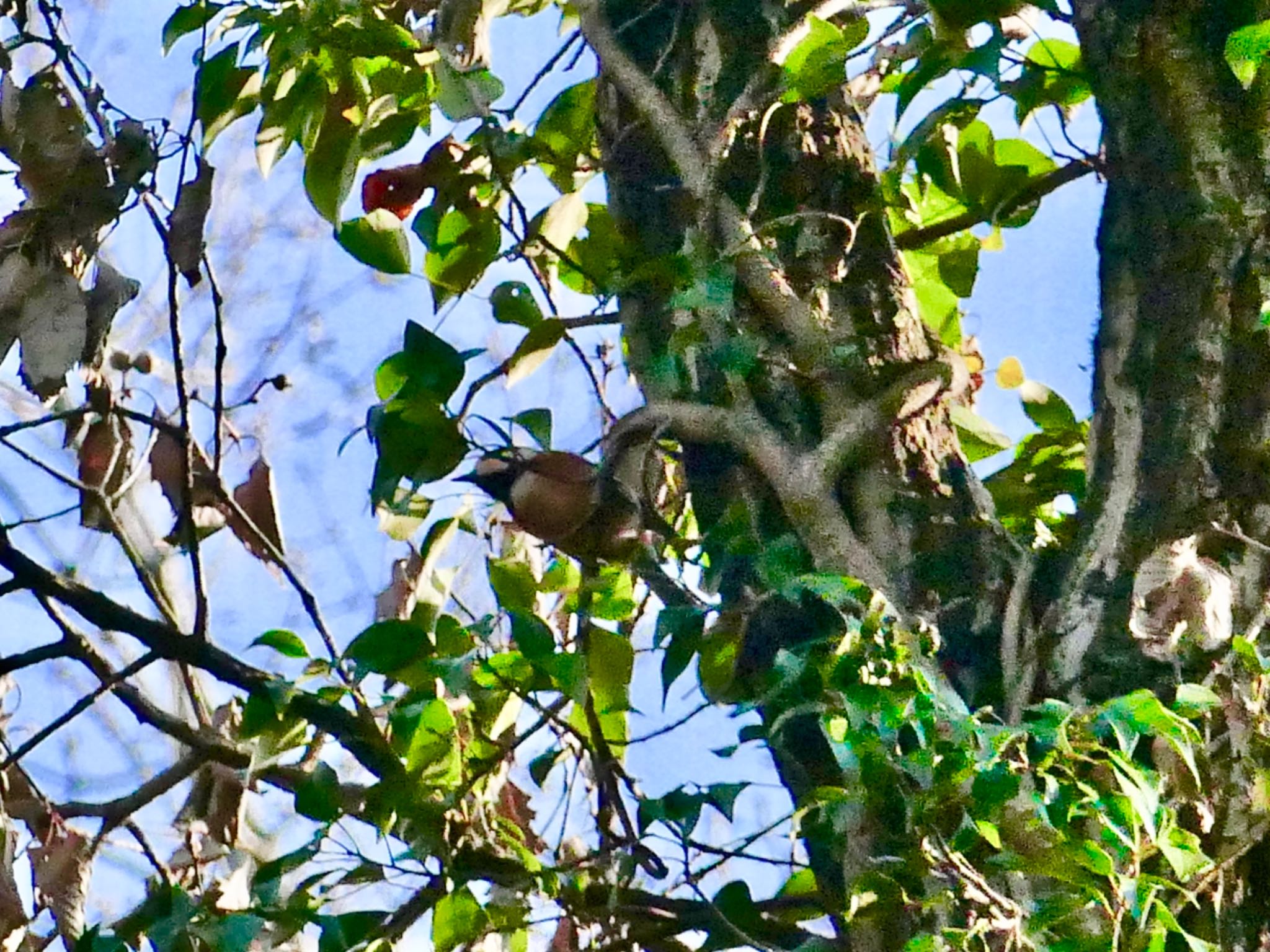 Varied Tit