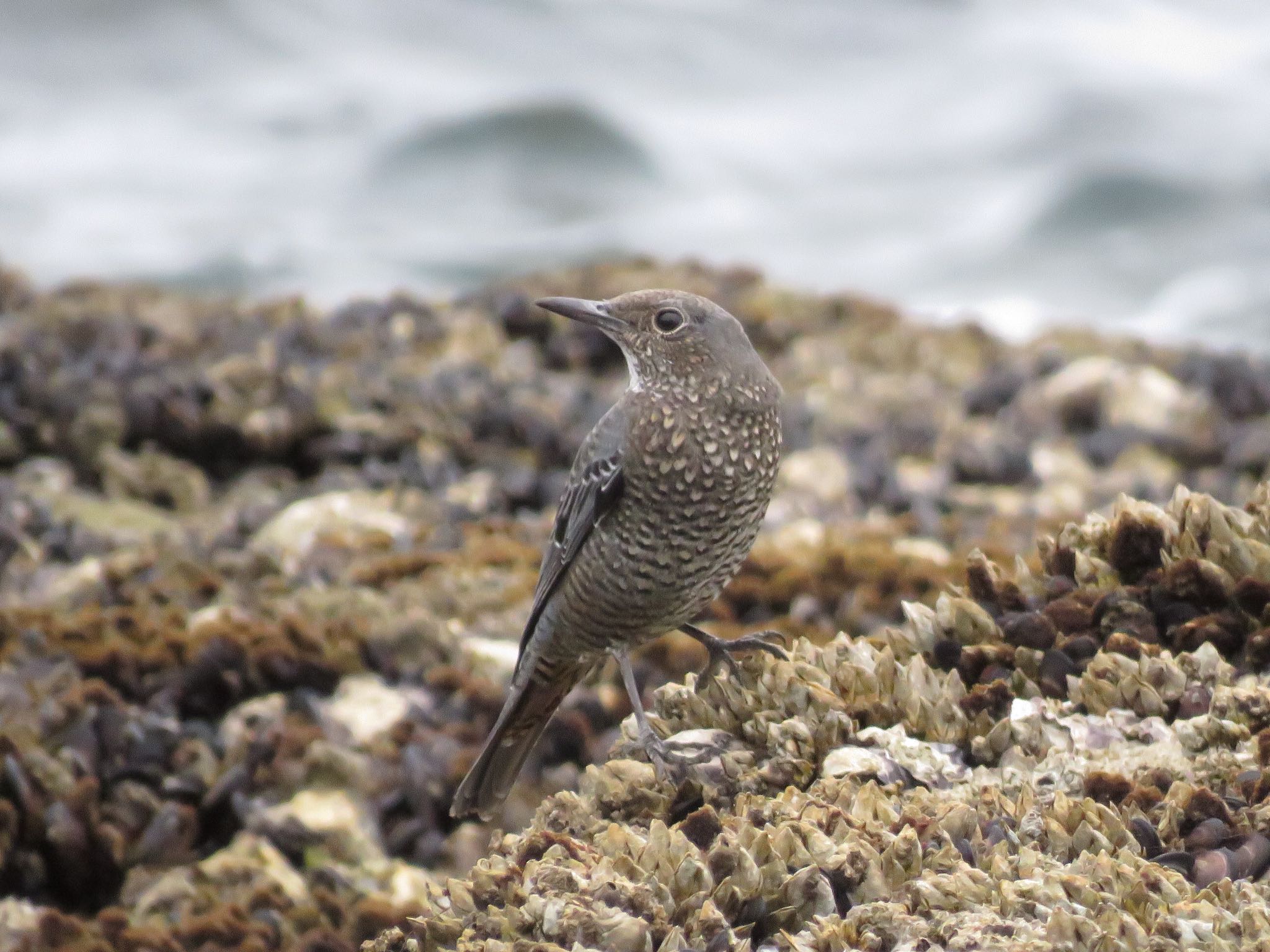 Photo of Blue Rock Thrush at  by フクロウ