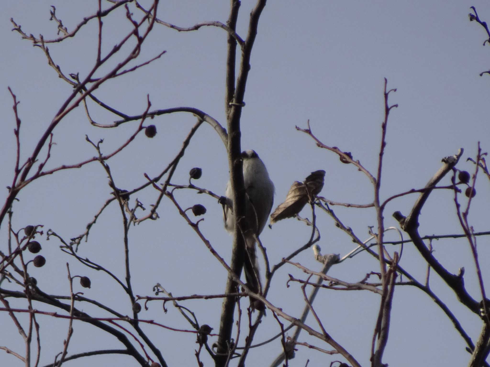 Photo of Long-tailed Tit at 境川(境橋付近) by Kozakuraband