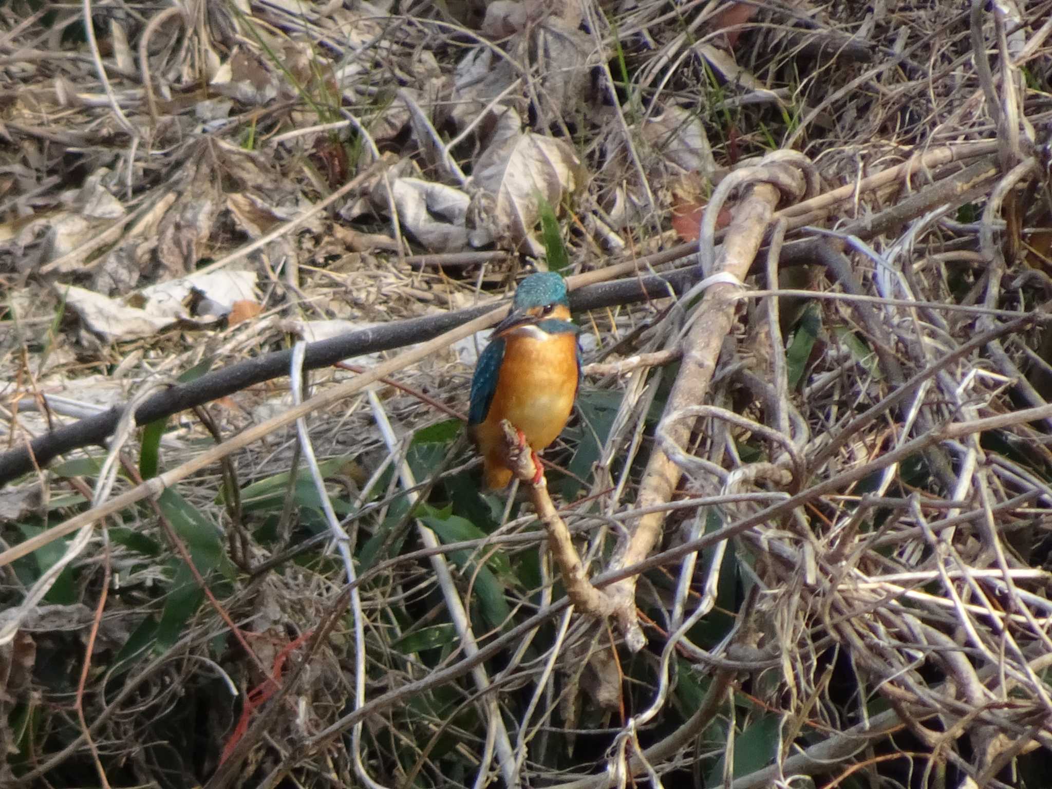 Photo of Common Kingfisher at 境川(境橋付近) by Kozakuraband