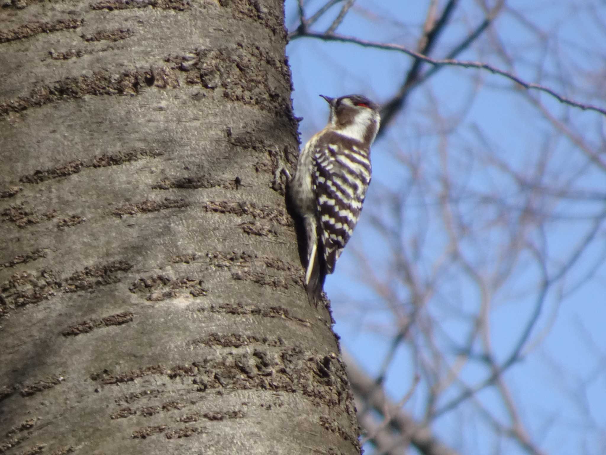 Photo of Japanese Pygmy Woodpecker at 境川(境橋付近) by Kozakuraband