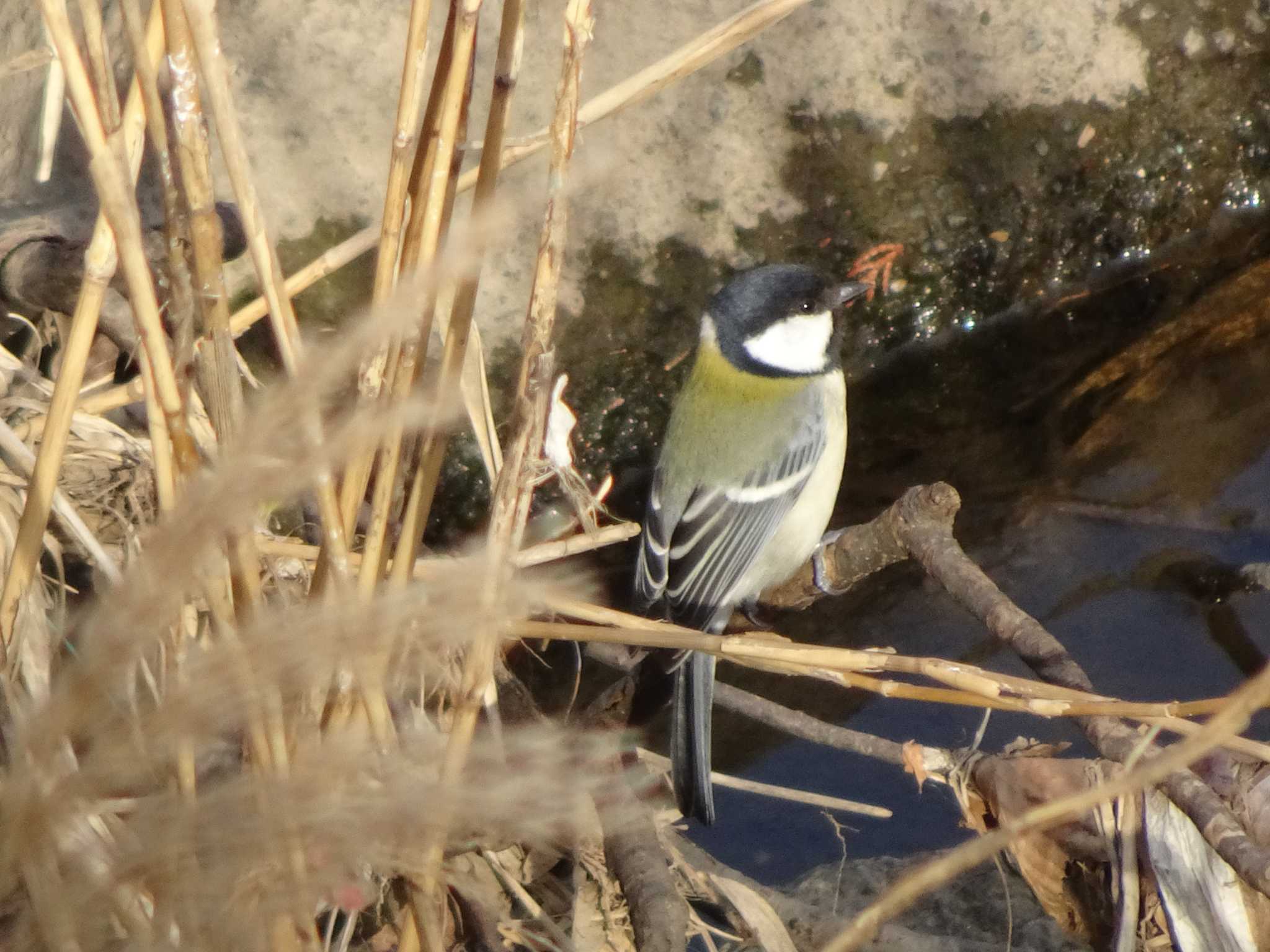 Photo of Japanese Tit at 境川(境橋付近) by Kozakuraband