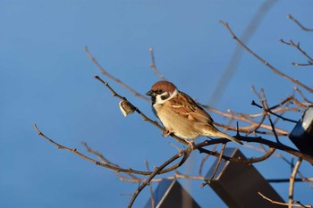 2016年1月1日(金) 都立狭山公園の野鳥観察記録