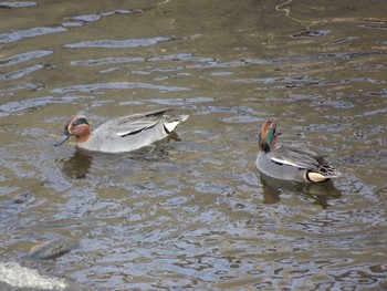 Sun, 3/1/2020 Birding report at 境川(境橋付近)