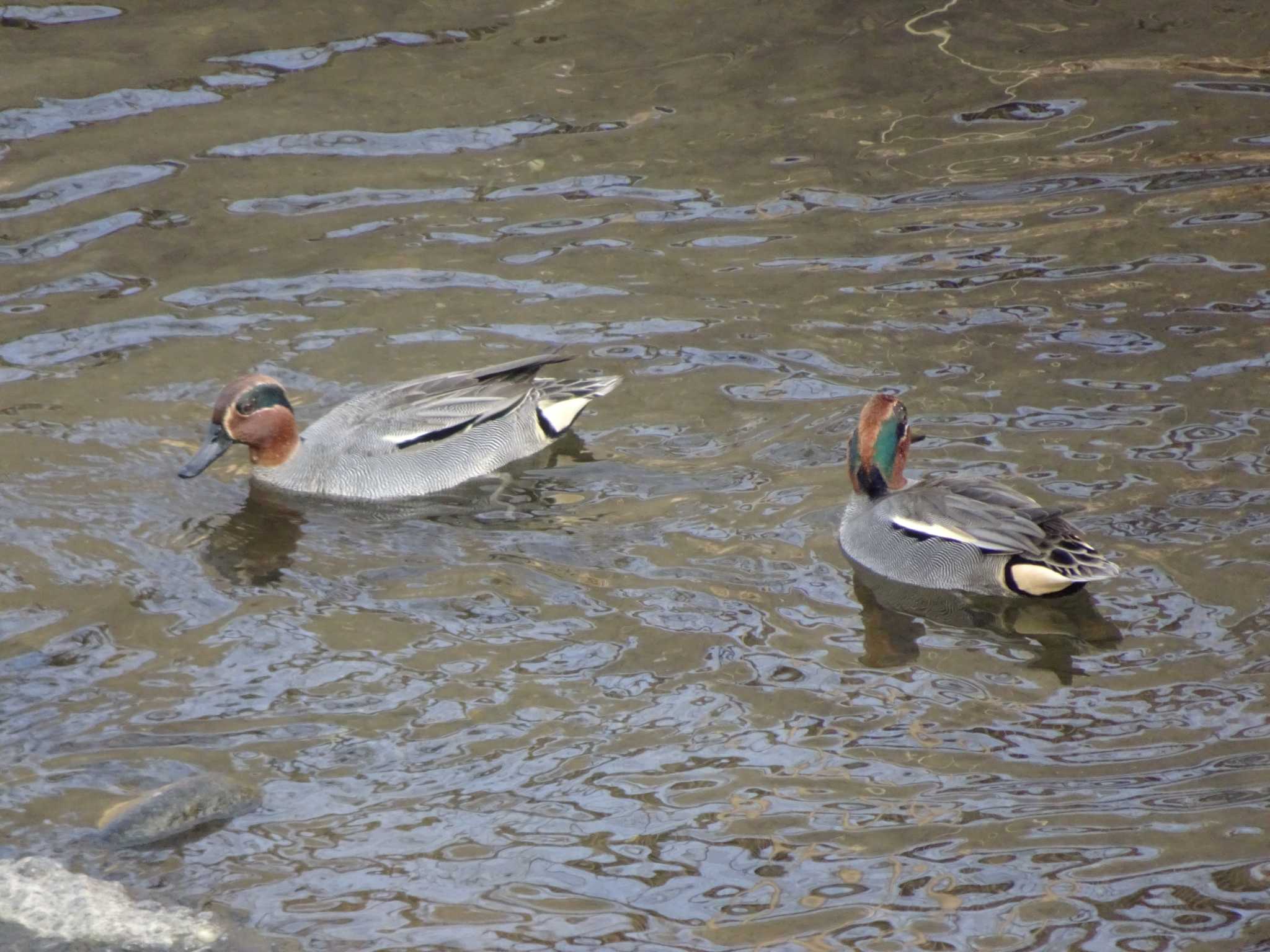 Photo of Eurasian Teal at 境川(境橋付近) by Kozakuraband