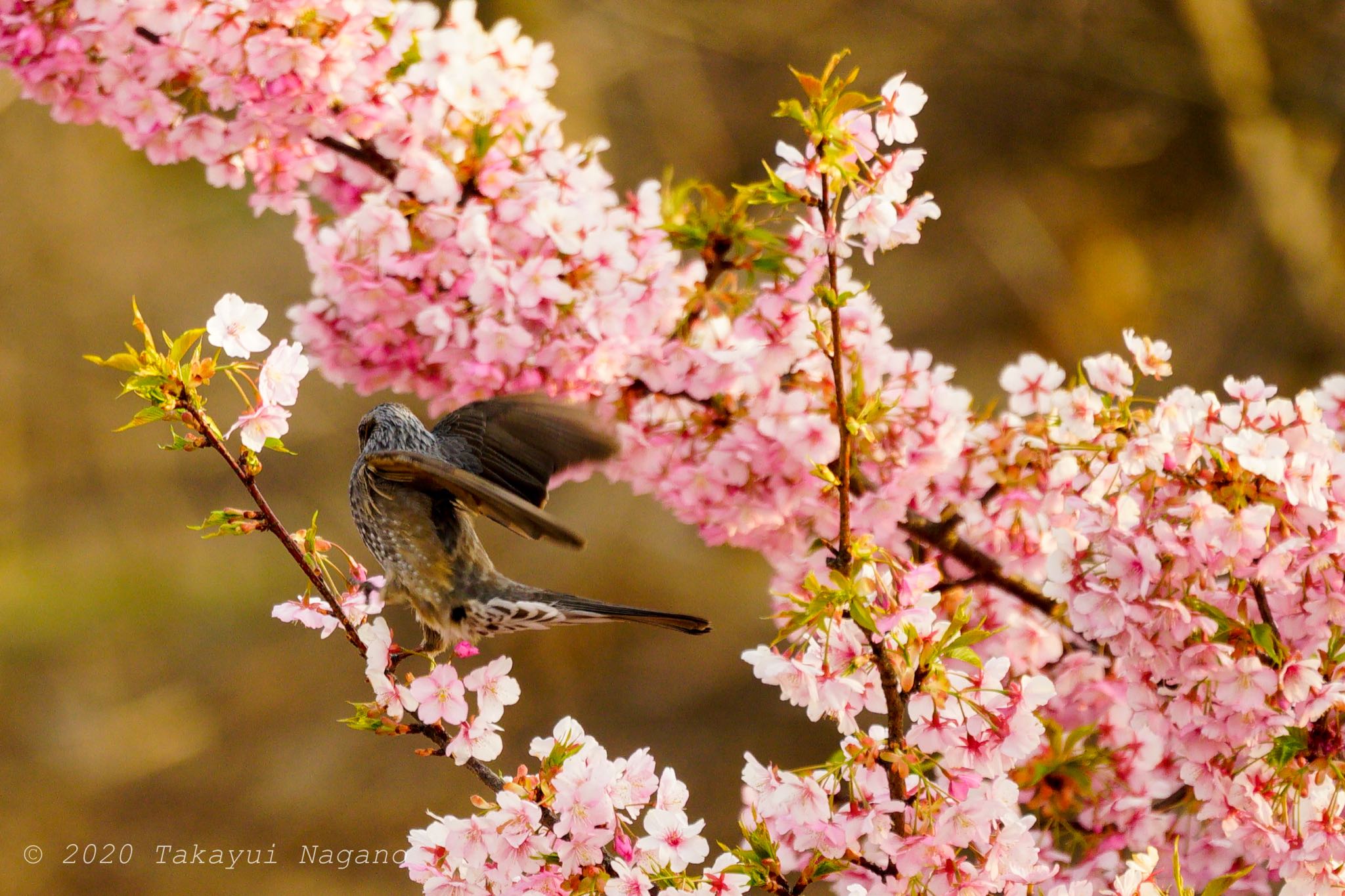 Brown-eared Bulbul