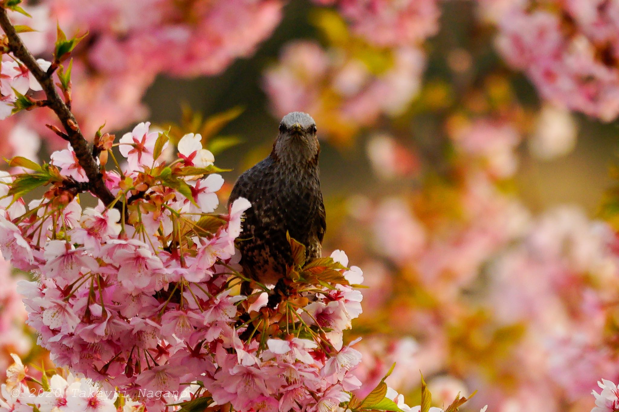 Brown-eared Bulbul