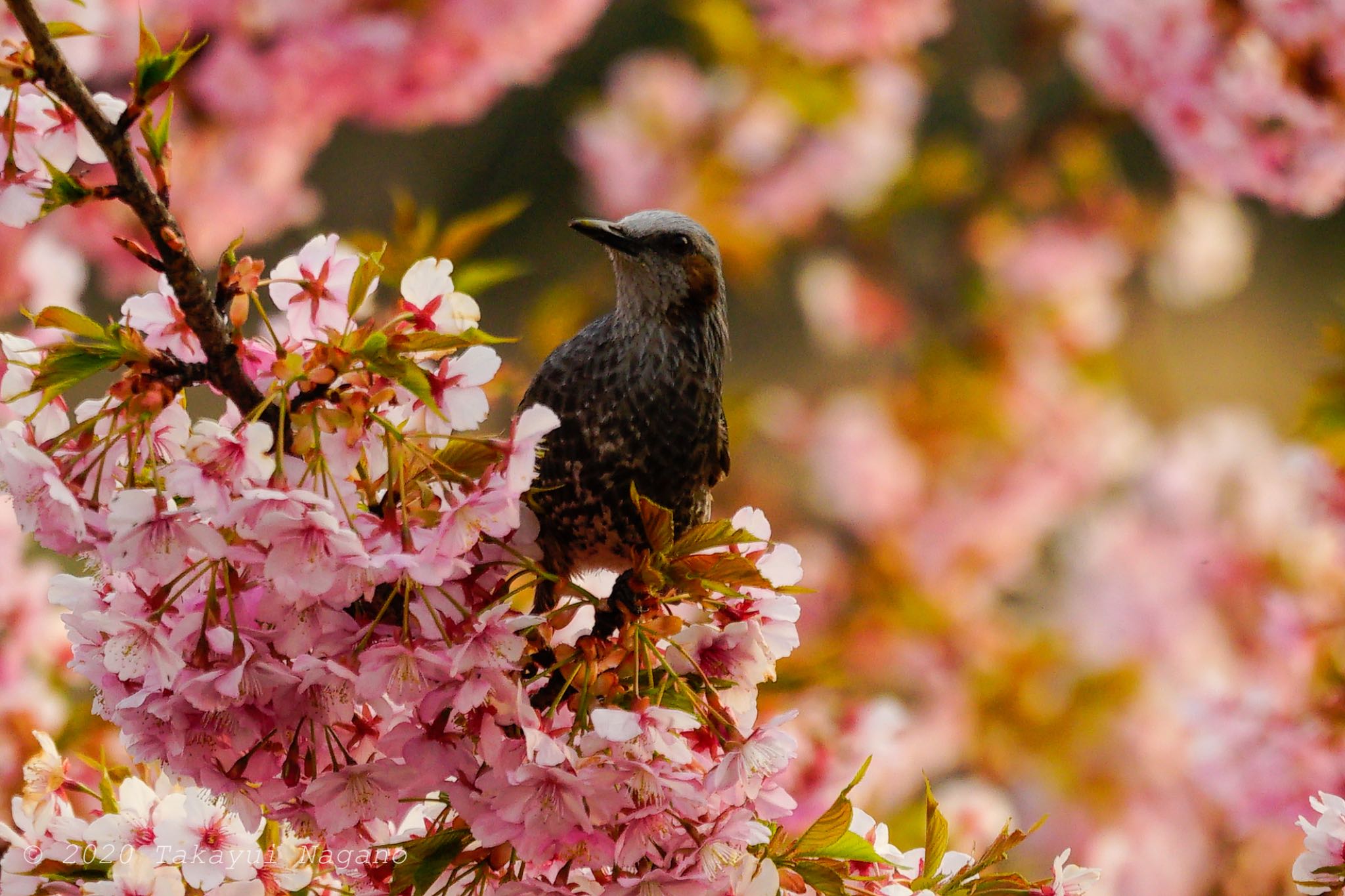 Brown-eared Bulbul