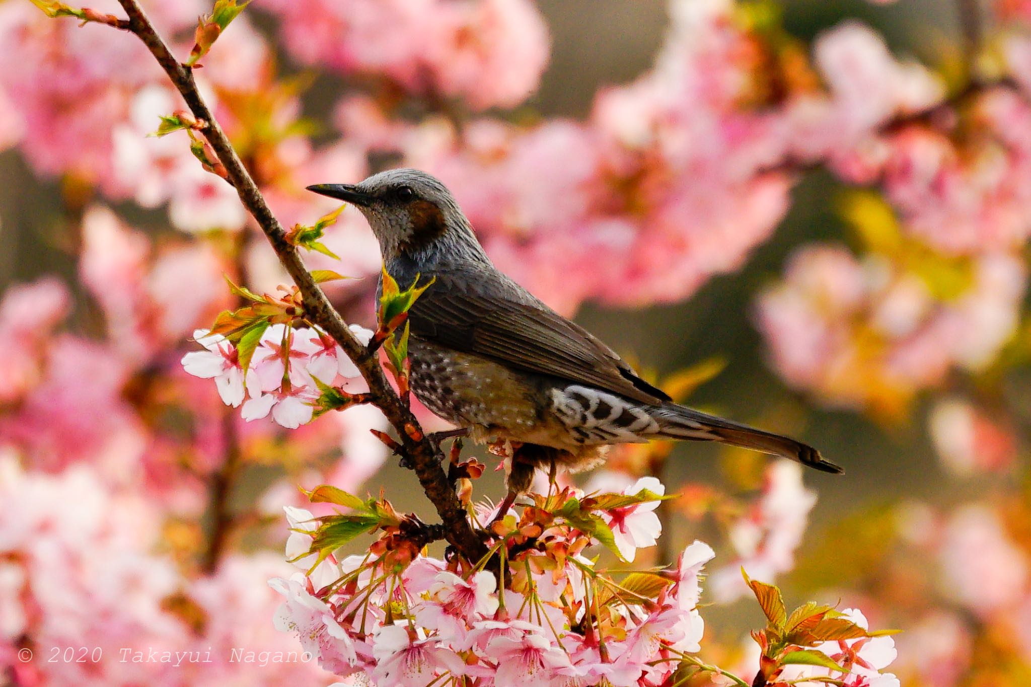 Brown-eared Bulbul