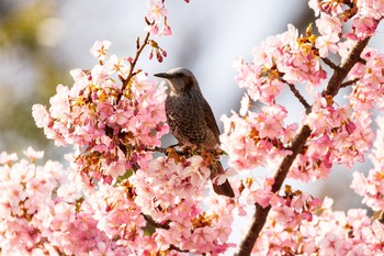 ヒヨドリ 多摩川(世田谷 和泉多摩川〜喜多見) 2020年3月1日(日)